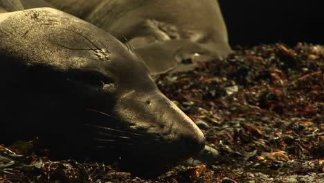 A-Sea-Lion-Face-At-Rest