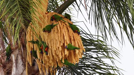 rainbow lorikeet feeding from a palm tree.