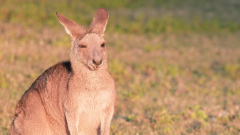a kangaroo joey sits calmly in a sunlit grassy field, bathed in warm sunset light. static camera captures natural behavior and serene mood