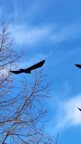 black crow takes off into the blue sky. flock of birds in the sky at the tree tops. vertical video.
