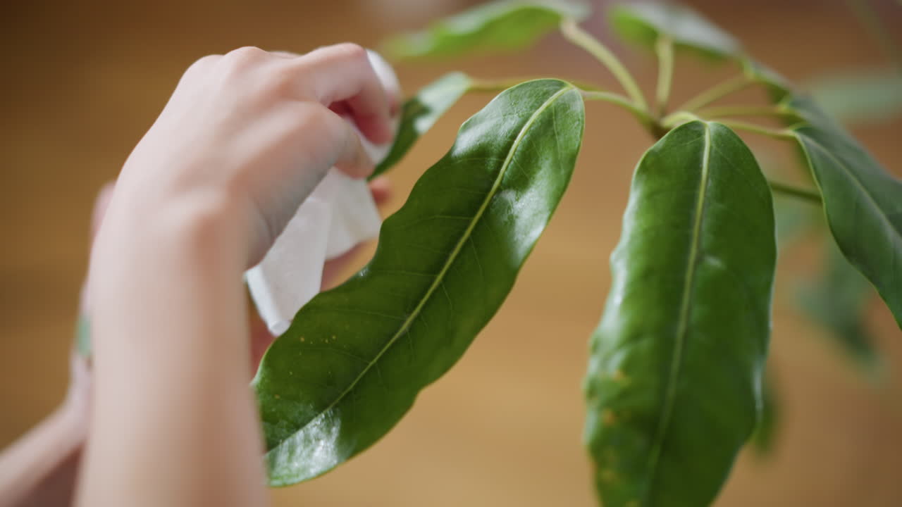 Close up of hands carefully cleaning shiny green plant leaves with white cloth, removing dust, supporting healthy growth, maintaining indoor foliage hygiene eco friendly lifestyle detail shot