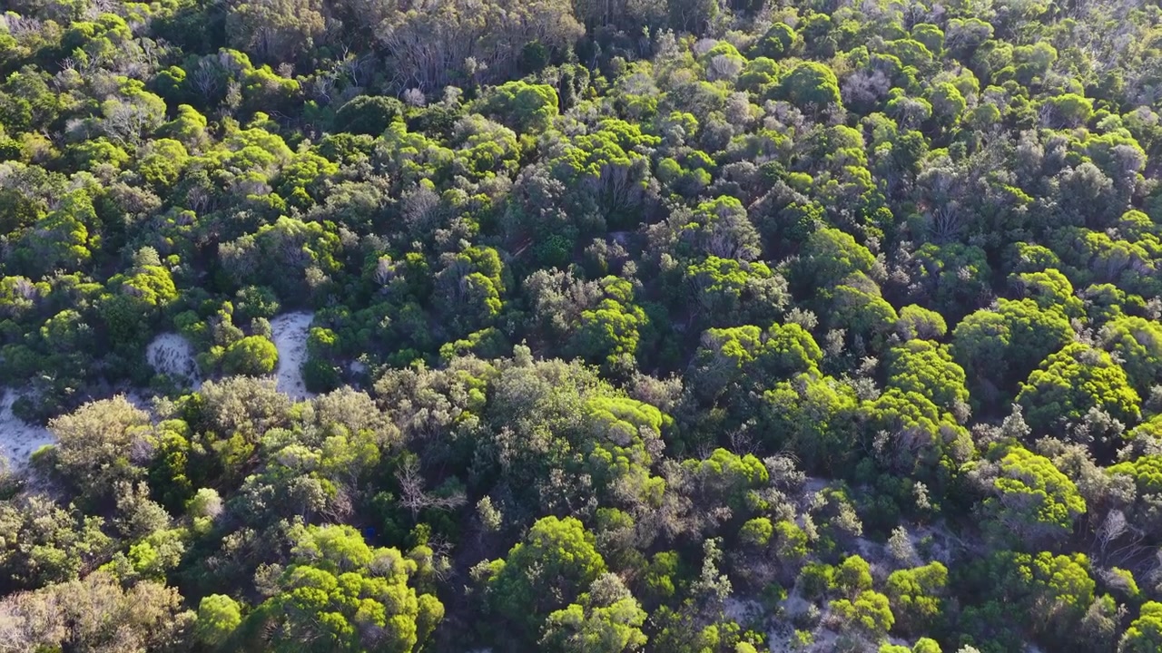Vista aerea di fitta foresta costiera e dune di sabbia