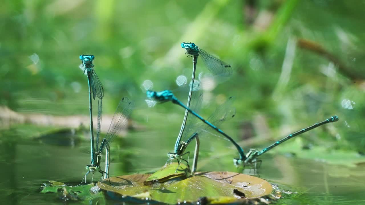 tres pares de ischnura heterosticta, machos caballitos del diablo abrazando a las hembras mientras ponen huevos debajo de la hoja en la superficie del agua, tiro macro de ángulo bajo de vida silvestre