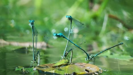 Tres-Pares-De-Ischnura-Heterosticta,-Machos-Caballitos-Del-Diablo-Abrazando-A-Las-Hembras-Mientras-Ponen-Huevos-Debajo-De-La-Hoja-En-La-Superficie-Del-Agua,-Tiro-Macro-De-ángulo-Bajo-De-Vida-Silvestre