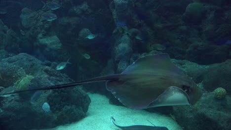 Beautiful-Sting-Ray-swimming-slow-by-the-corals--Close-up