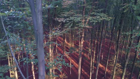 lush green forest in sunset -aerial descend