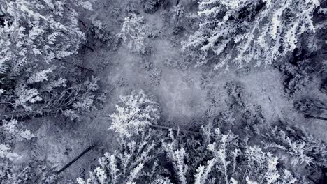 Saisonale-Pinienwälder,-Bedeckt-Mit-Schnee-Und-Frost,-Luftaufnahme,-Bewölkter-Tag