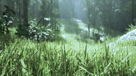 prado de bosque de niebla