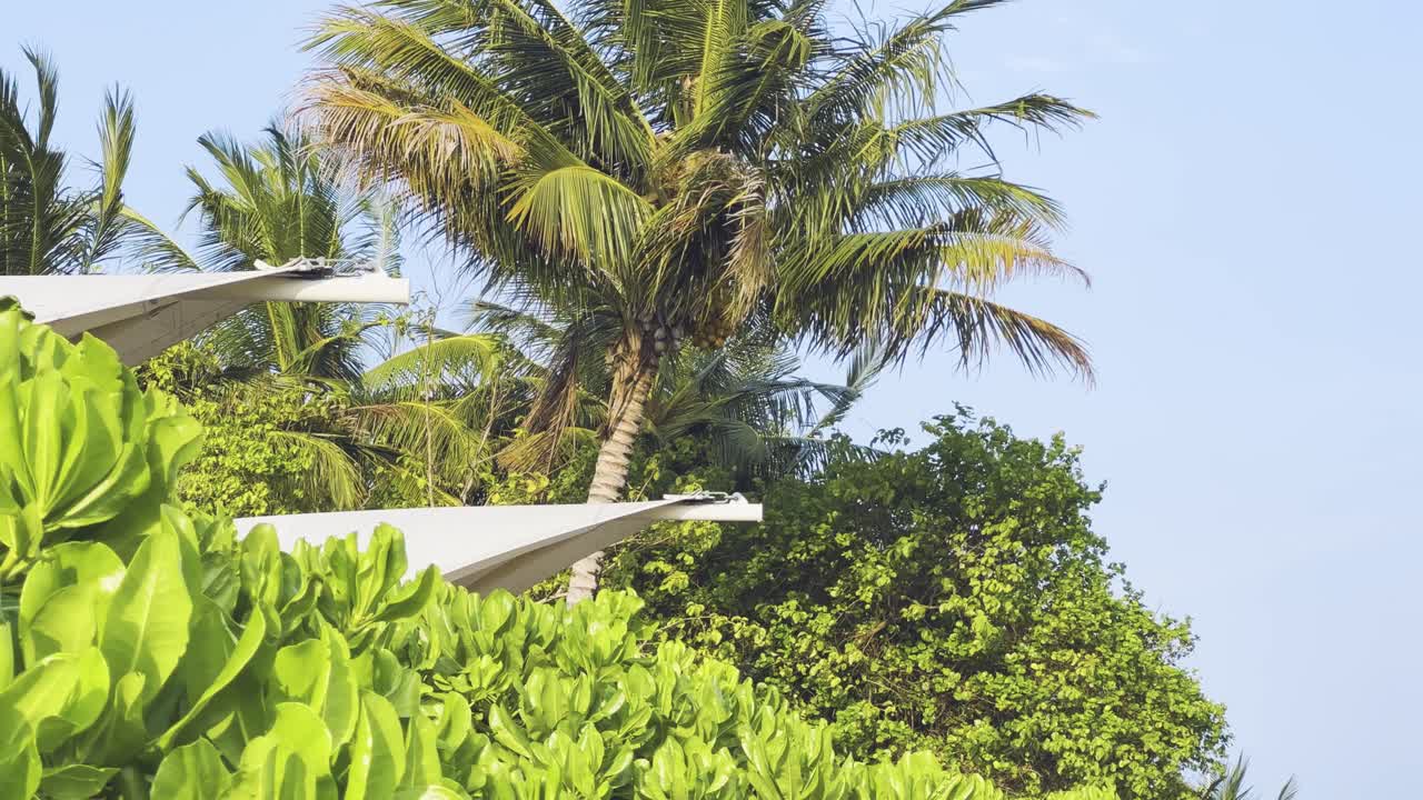 Sway with the Rhythm of Maldives' Lush Palm Trees with Fresh Coconuts in an Unforgettable Island paradise Getaway