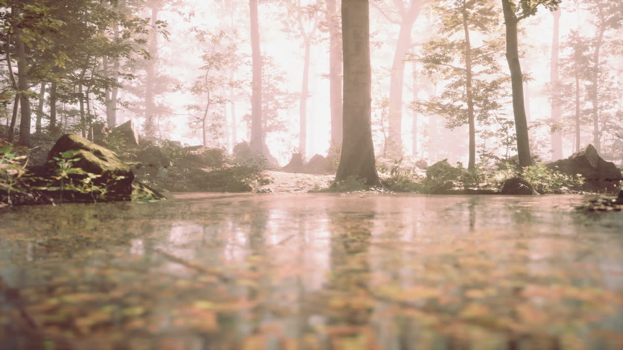 caminho da floresta nebulosa