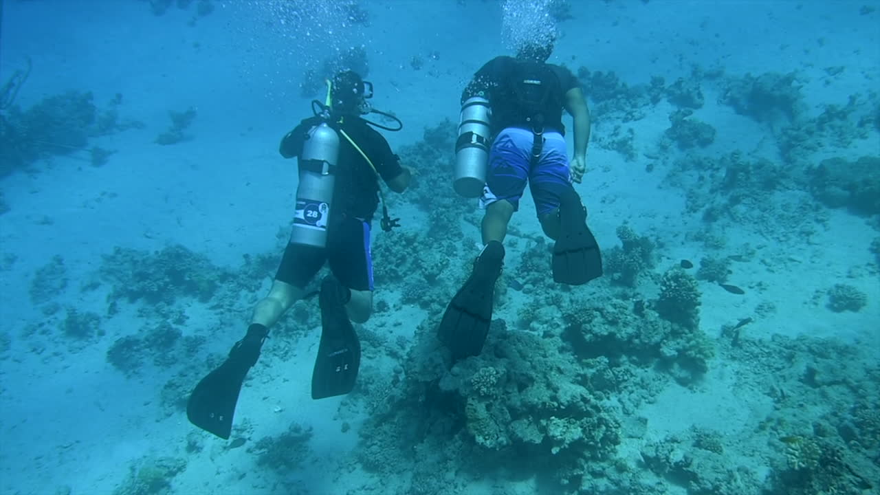 Divers swimming and exploring in the red sea
