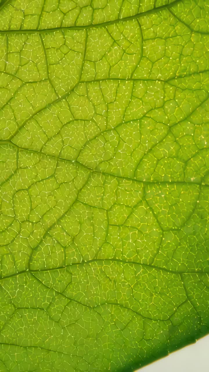 Vertical video: Advancing frame showing single green leaf macro, revealing backlit veins and cells