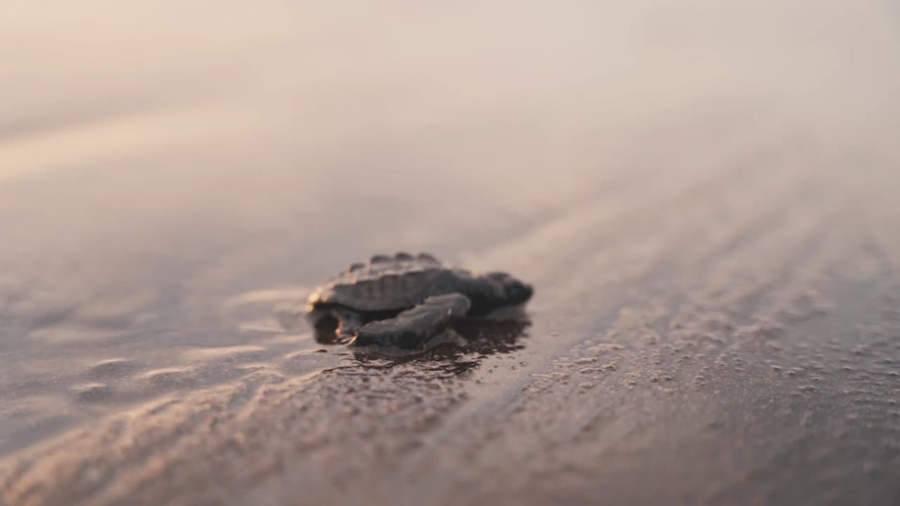 Tiny turtle crawling on wet sandy coastline towards sea water, side view