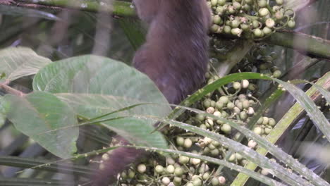 groundhog feeding on fruits of a tree