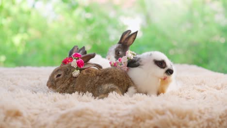 group of baby easter fluffy rabbit sitting on the light brown carpet with green bokeh nature background. flower crown at the rabbit ear. white rabbit scratching face with feet. cut animal pets