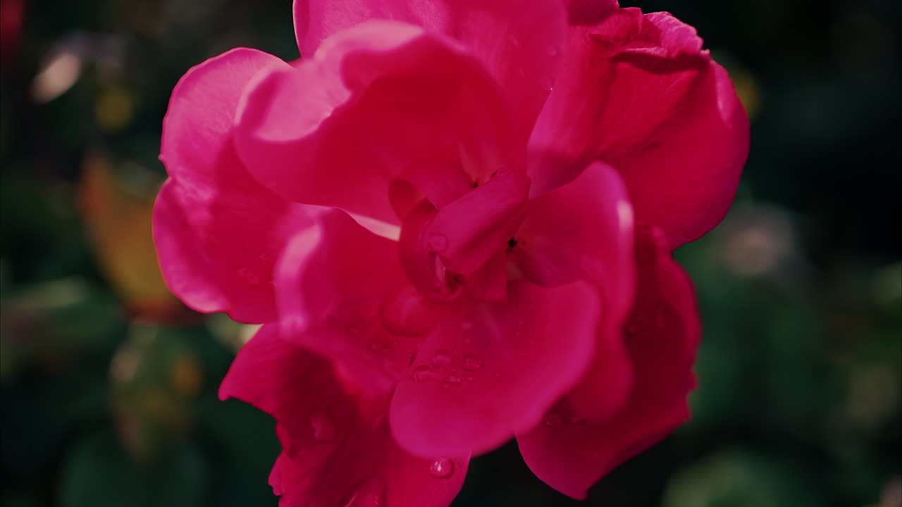 Primer plano de una rosa rosa con gotas de agua en un jardín