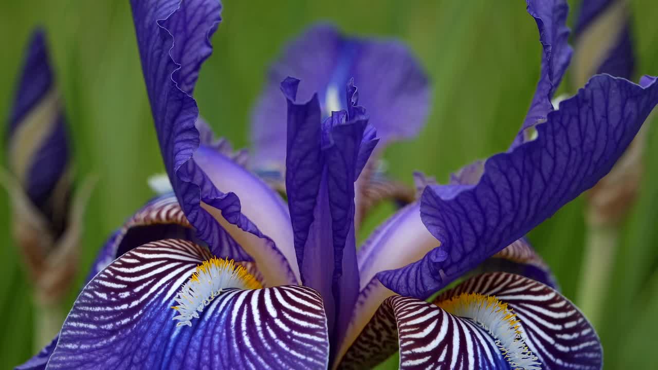 Close-up video of a vibrant purple iris flower, showcasing intricate petal details and patterns