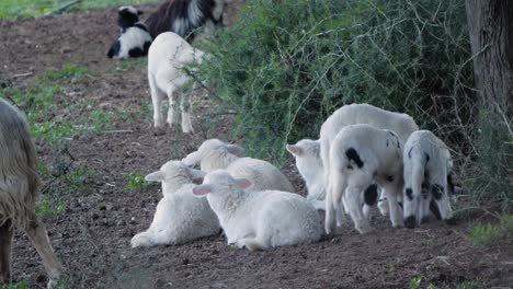 Slow-motion-shot-of-excited-lamb-running-towards-flock-of-cute-lambs-laying-down-bundled-together-in-the-shade-under-trees-in-Sardinia,-Italy