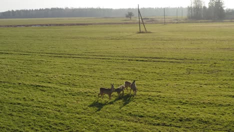 Roe-deer-walking-on-green-agricultural-field