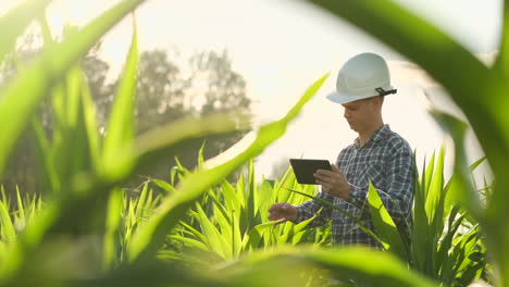 Junger-Männlicher-Agronom-Oder-Agraringenieur-Beobachtet-Grünes-Reisfeld-Mit-Digitalem-Tablet-Und-Stift-Für-Die-Agronomieforschung.-Landwirtschafts--Und-Technologiekonzepte