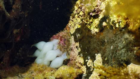 Riesige-Australische-Tintenfische-Sepia-Apama-Migration-Whyalla-Südaustralien-4k-Zeitlupe,-Paarung,-Eier-Legen,-Kämpfen,-Aggregation,-Unter-Wasser