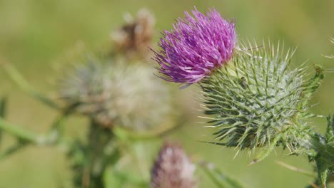 purple thistle flower gently moves in the wind, captured in sharp focus with a blurred green background and natural daylight, using a macro lens