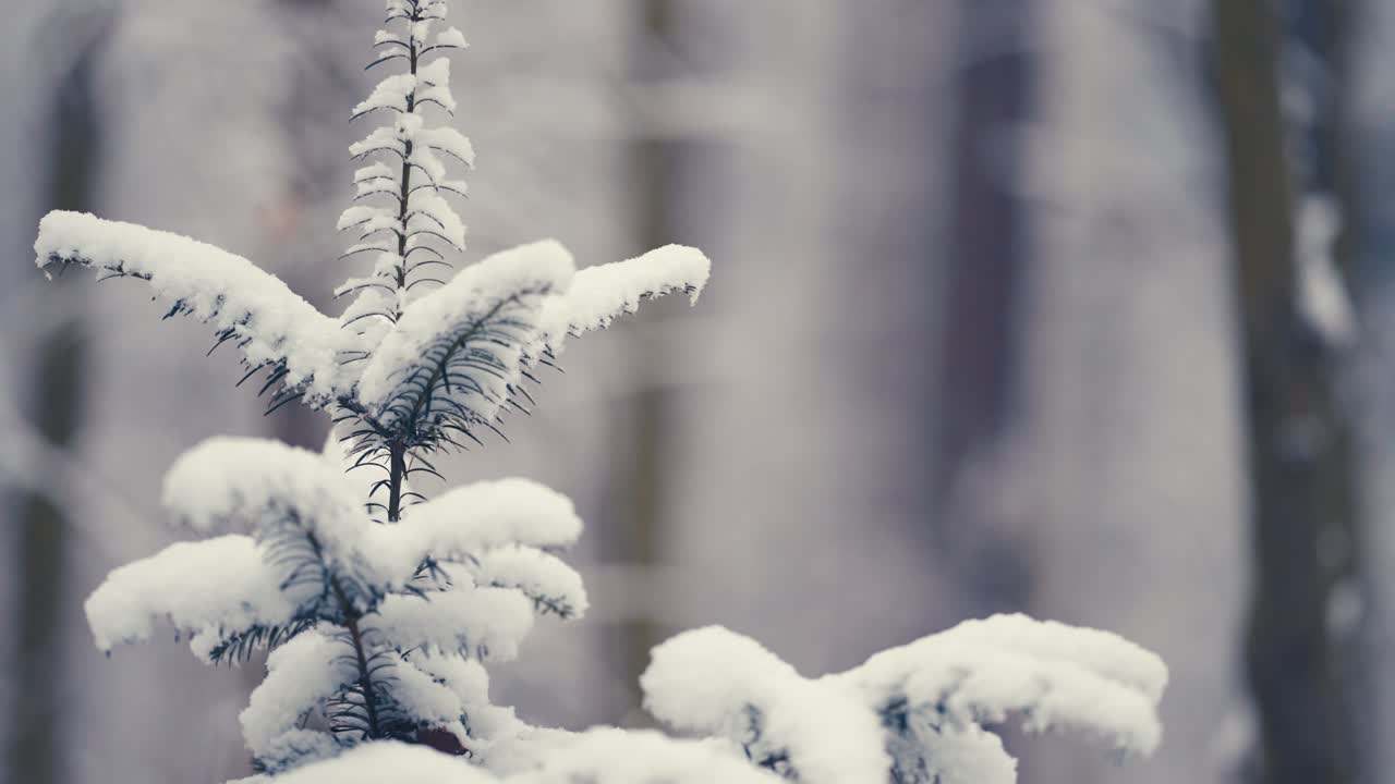 The first snow on the delicate branch of the young pine tree