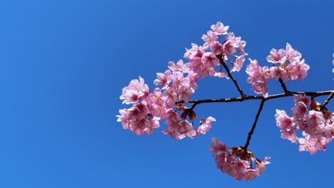 cherry blossom branch swaying in a clear blue sky, representing japan's spring beauty