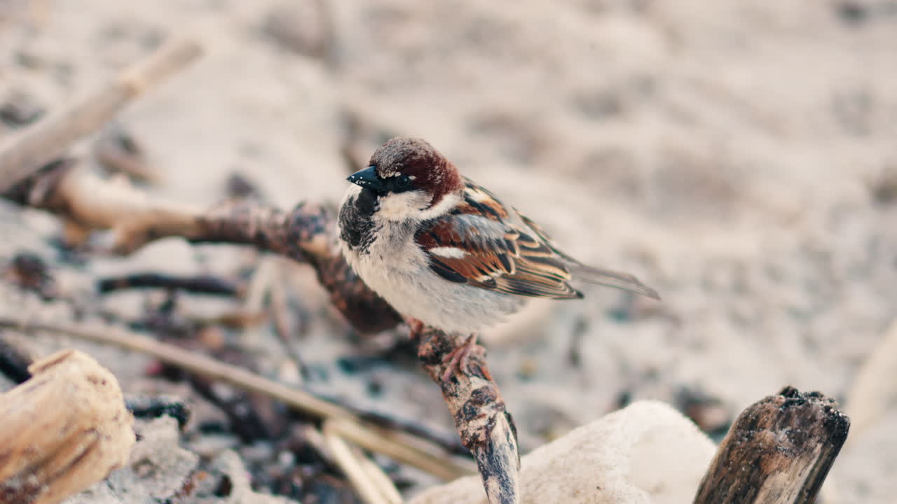 Close up of a sparrow sitting on a branch on the beach with a blurred background