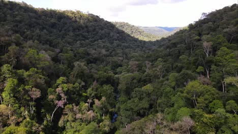 Selva-En-El-Centro-De-América-Latina.