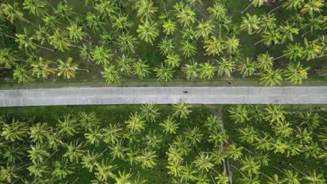 Top-Down-Aerial-View-of-Motorcycle-Moving-on-Straight-Road-in-the-Middle-of-Palm-Tree-Forest-in-Siargao-Island,-Philippines