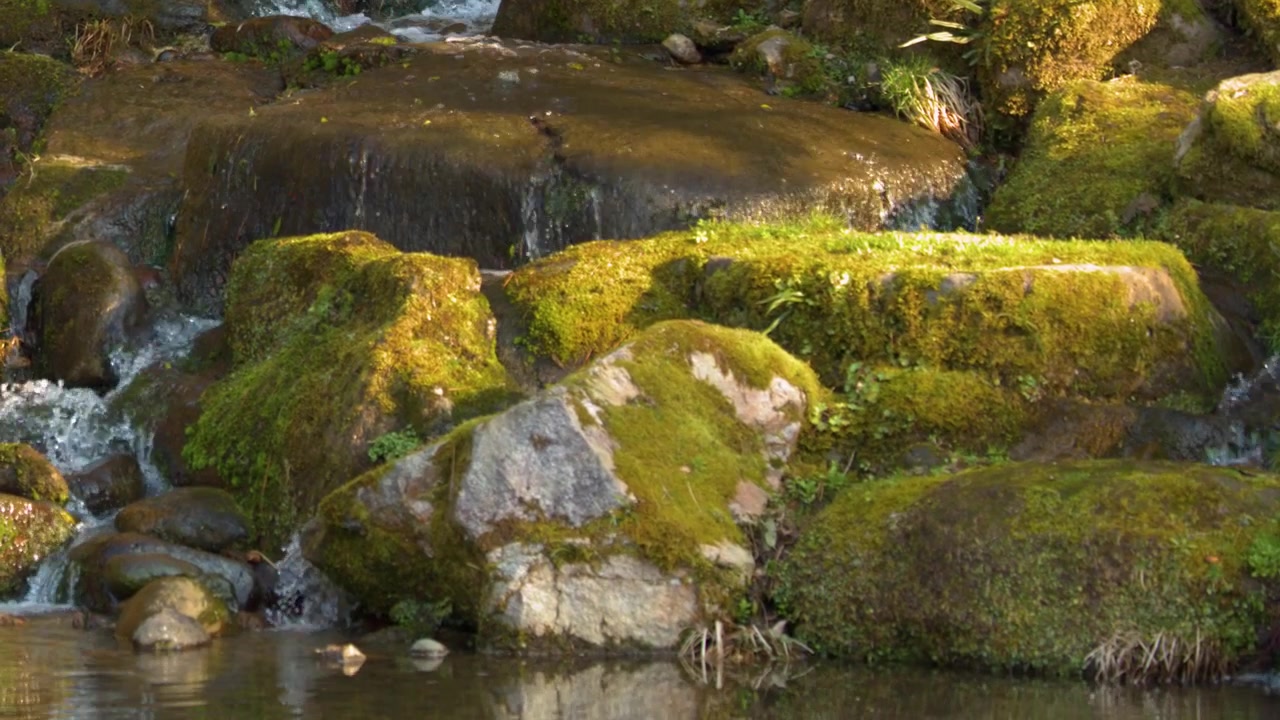 Acqua che scorre su rocce coperte di muschio in un ruscello tranquillo.