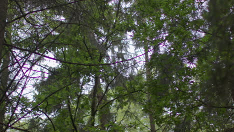 La-Cámara-Se-Desplaza-A-Través-De-Los-Troncos-Y-Las-Hojas-De-Los-árboles-En-Un-Bosque-Denso-En-El-Campo.-5