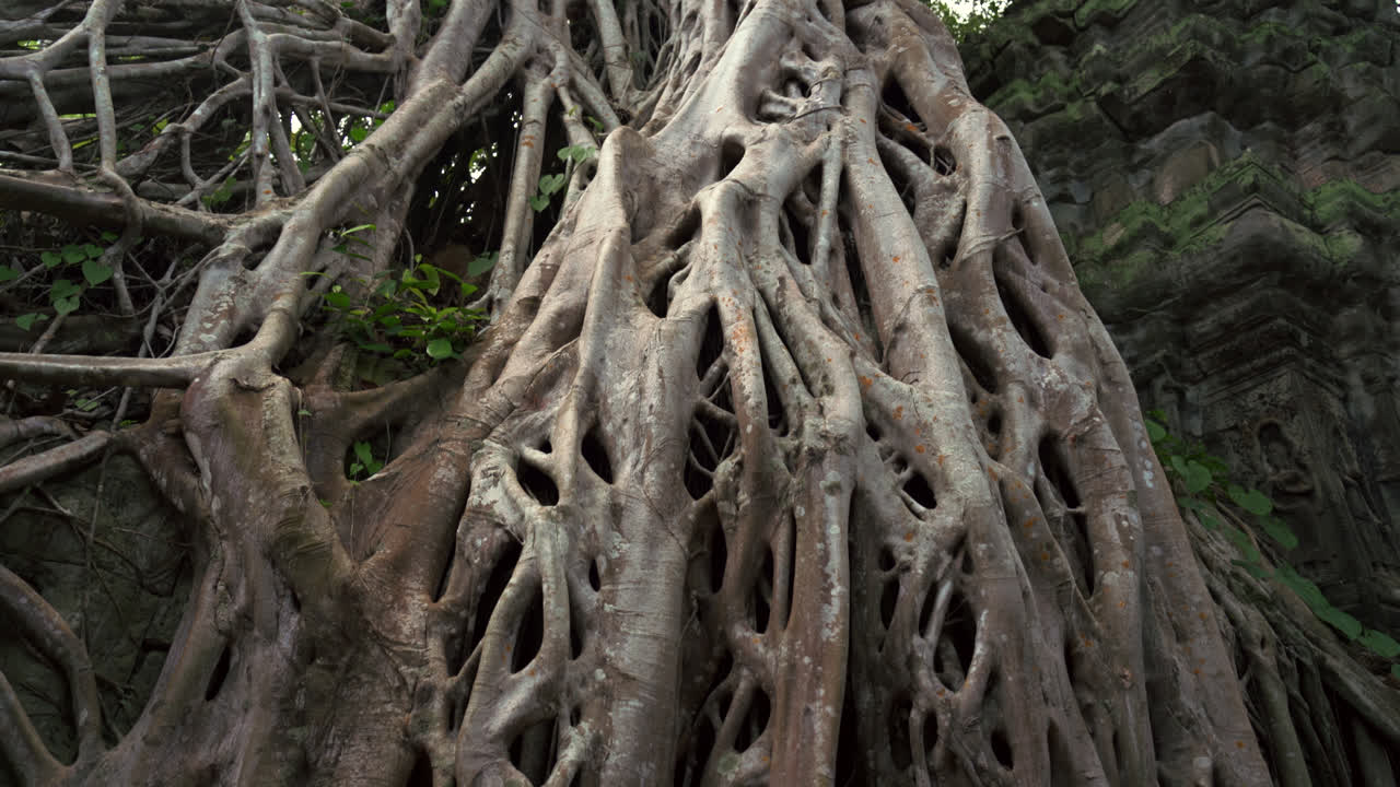 Massive tree roots engulfing stone walls at Ta Prohm temple in Angkor, pan down across white dried vegetation