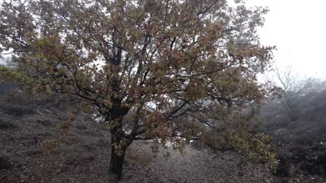 ascending aerial showing autumn colored tree with reveal of moorland landscape against a thick mysterious moist misty fog background and snow scattered around the winter scene