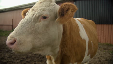 Cute-Herford-cow-standing-in-front-of-a