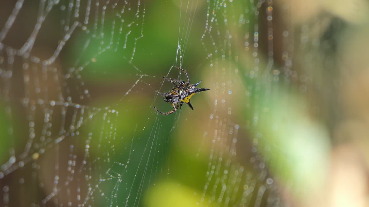 거미줄에 거미줄.