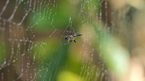 spider on spider web.