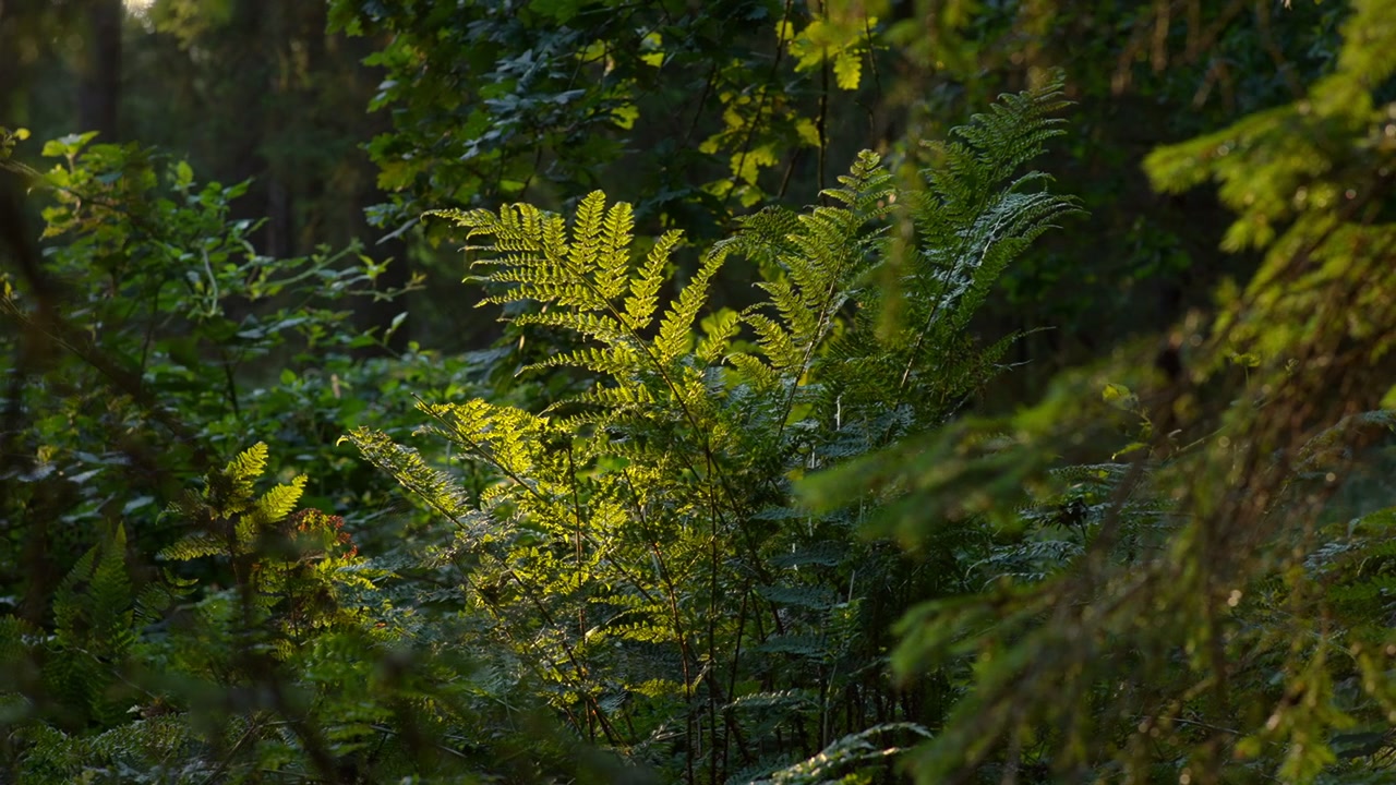 Fern Fronds Catch Early Morning Sun in Dense Woodland 4K Sunlit fern fronds glow in a shaft of low sun in dense green undergrowth and shadowed woodland trees.