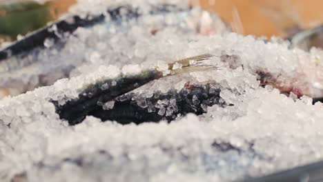fresh mackerel on ice