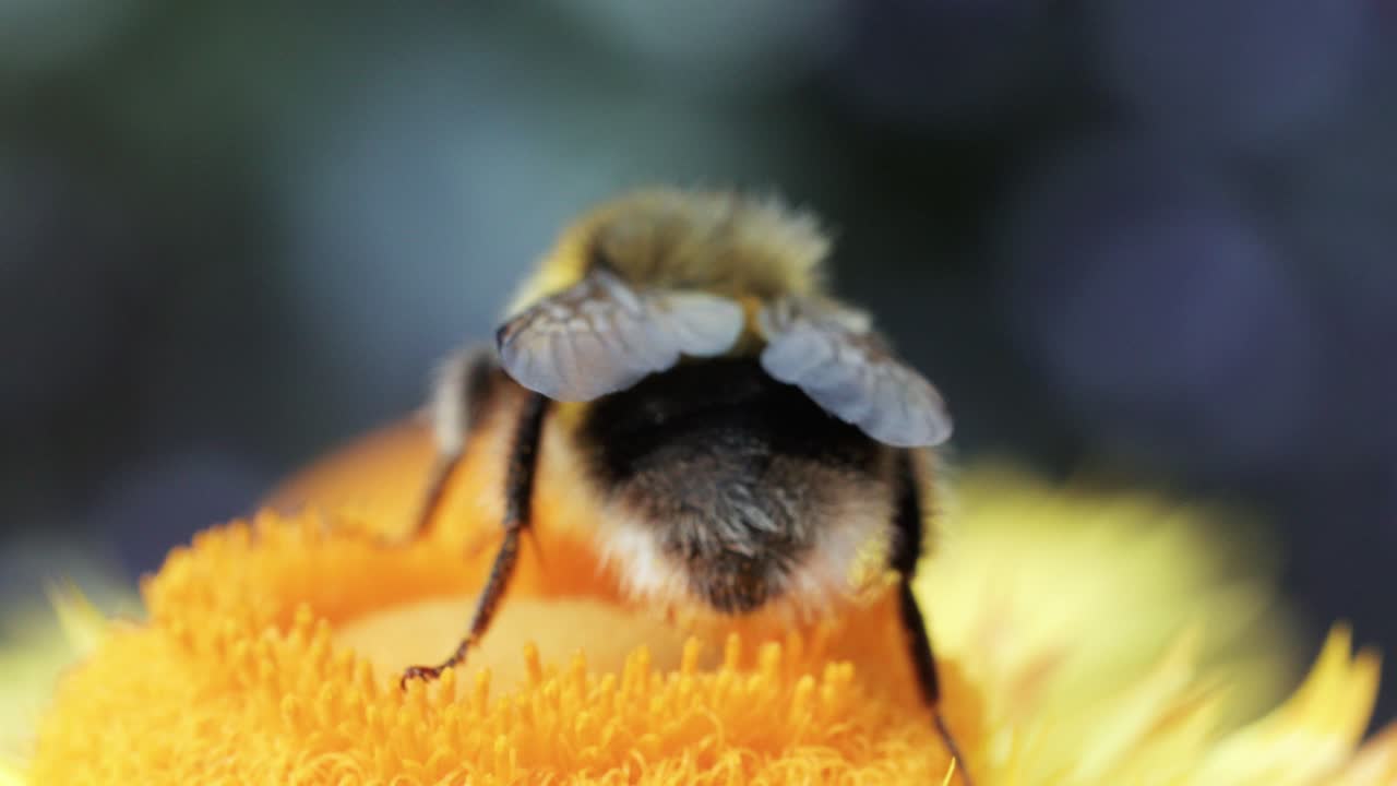 A bumblebee gathers pollen on a vibrant yellow flower, captured in close-up macro shots with natural daylight and shallow depth of field