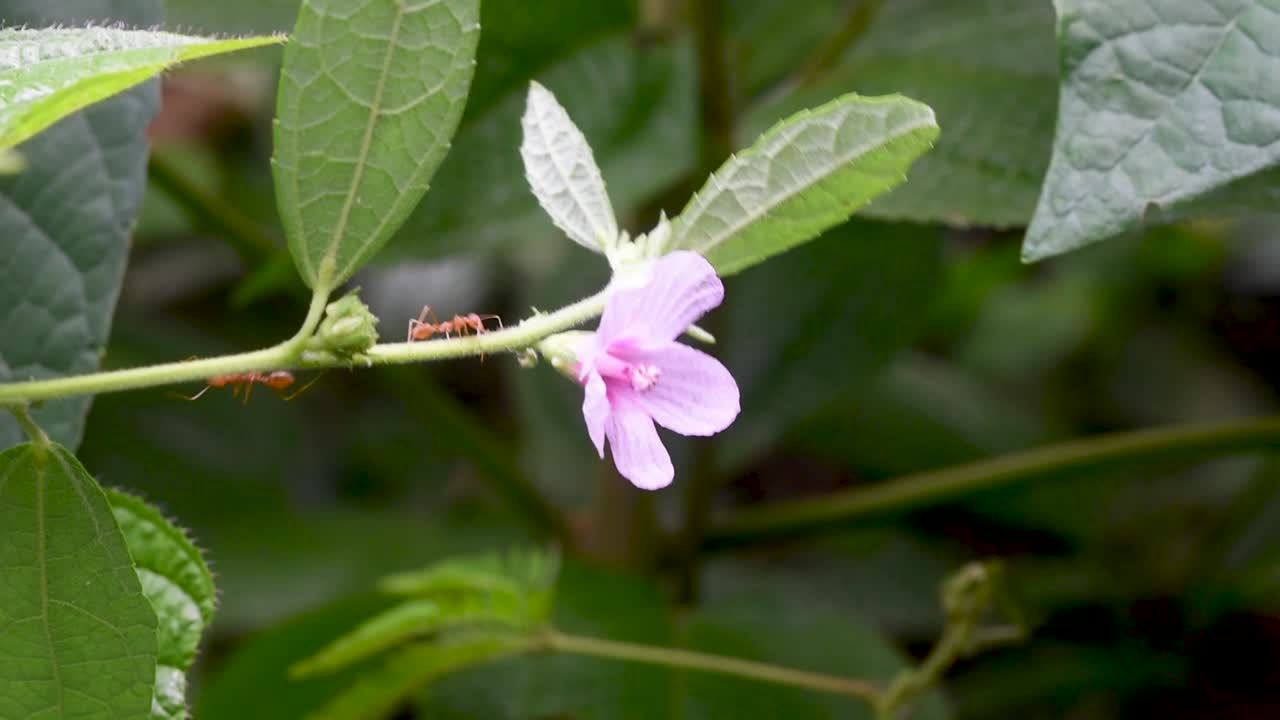 flor silvestre rosa y hormigas rojas