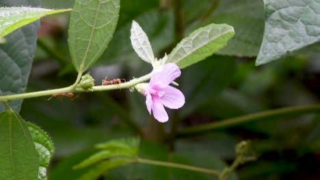 pink wild flower and red ants