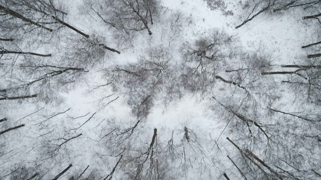 Forward overhead drone flight over snowy Elchingen forest, bare winter trees from bird's-eye perspective, snow-covered ground, evergreen clusters. Nature footage