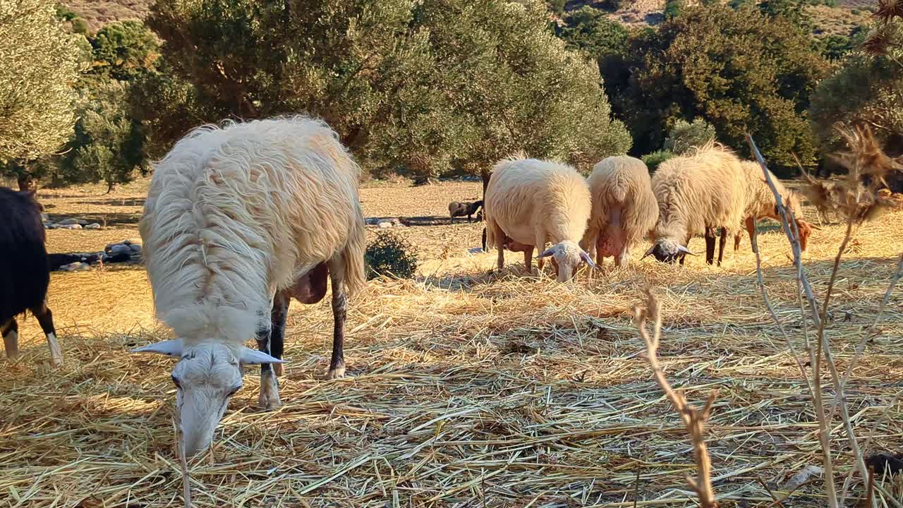 Pecore che mangiano all'aperto in campagna, dettaglio agricolo