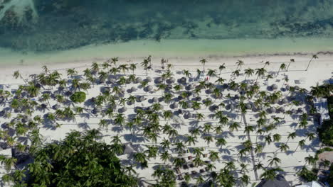 Palmeras-Sopladas-Por-El-Viento-En-La-Playa-Bavaro-De-Cataluña-Tropical,-Tiro-Largo-De-Drones