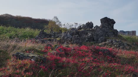 Colores-Rojos-Brillantes-Del-Otoño-En-El-Sur-De-Islandia.