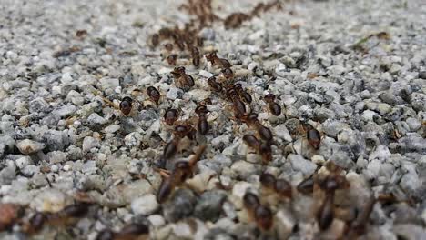 a large group of red termites are moving on a rocky ground surface during the day