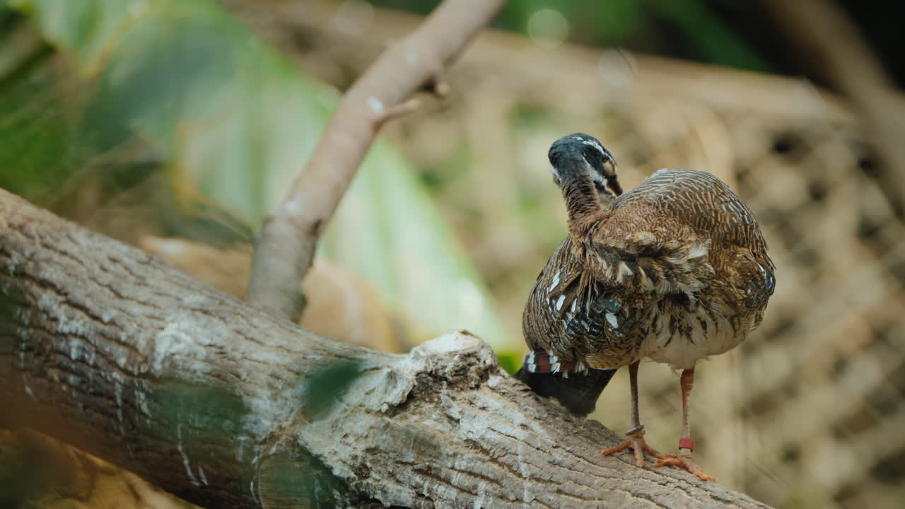 el ave solárium de las regiones tropicales de las américas