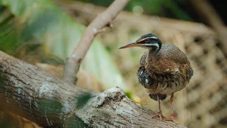 The-Sunbittern-Bird-Of-Tropical-Regions-Of-The-Americas